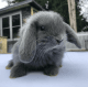 Holland Lop Rabbits for sale in Sayreville, NJ 08872, USA. price: NA