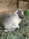 Holland Lop Rabbits for sale in Dunkirk, MD, USA. price: $35