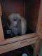 Holland Lop Rabbits for sale in Norwich, CT, USA. price: NA