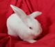 Holland Lop Rabbits for sale in Powder Springs, GA, USA. price: NA