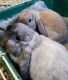 Holland Lop Rabbits for sale in Calcutta, OH 43920, USA. price: $100