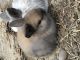 Holland Lop Rabbits for sale in Fayetteville, NC, USA. price: NA