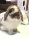 Holland Lop Rabbits for sale in Belton, TX, USA. price: NA