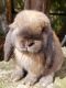 Holland Lop Rabbits for sale in Cumming, GA, USA. price: NA