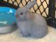 Holland Lop Rabbits for sale in Hollywood, FL 33019, USA. price: NA