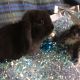 Holland Lop Rabbits for sale in Sanborn, NY 14132, USA. price: $60