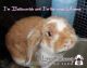 Holland Lop Rabbits for sale in Palm Bay, FL, USA. price: $150