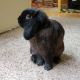 Holland Lop Rabbits for sale in Independence, KY 41051, USA. price: NA