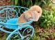 Holland Lop Rabbits for sale in Raleigh, NC, USA. price: NA