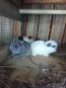 Holland Lop Rabbits for sale in St. Petersburg, FL, USA. price: NA