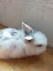 Holland Lop Rabbits for sale in Defiance, OH 43512, USA. price: NA