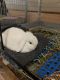 Holland Lop Rabbits for sale in Slatington, PA, USA. price: NA