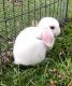 Holland Lop Rabbits for sale in Charleston, SC, USA. price: $100