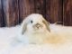 Holland Lop Rabbits for sale in Woodlawn, VA, USA. price: NA
