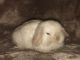 Holland Lop Rabbits for sale in Dobson, NC 27017, USA. price: NA