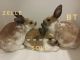 Holland Lop Rabbits for sale in Batavia, NY 14020, USA. price: NA
