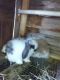 Holland Lop Rabbits for sale in St. Petersburg, FL, USA. price: $70