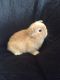Holland Lop Rabbits for sale in Sanborn, NY 14132, USA. price: $100
