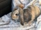 Holland Lop Rabbits for sale in Riverside, CA, USA. price: NA