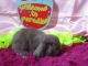 Holland Lop Rabbits for sale in Gaston County, NC, USA. price: NA