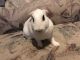 Holland Lop Rabbits for sale in 2726 W Smoketree St, Apache Junction, AZ 85120, USA. price: NA