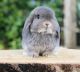 Holland Lop Rabbits for sale in Woodlawn, VA, USA. price: NA