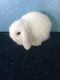 Holland Lop Rabbits for sale in Sanborn, NY 14132, USA. price: $150