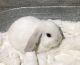 Holland Lop Rabbits for sale in Hermitage, Nashville, TN, USA. price: $70