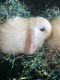 Holland Lop Rabbits for sale in Sanborn, NY 14132, USA. price: NA