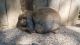 Holland Lop Rabbits for sale in Roseville, OH 43777, USA. price: $35