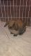 Holland Lop Rabbits for sale in Colerain Township, OH, USA. price: $200