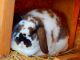 Holland Lop Rabbits for sale in Orem, UT, USA. price: NA
