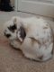 Holland Lop Rabbits for sale in Colorado Springs, CO, USA. price: $175