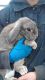 Holland Lop Rabbits for sale in Williamsburg, OH, USA. price: $25