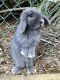 Holland Lop Rabbits for sale in Anaheim Hills, Anaheim, CA, USA. price: NA