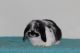 Holland Lop Rabbits for sale in Williamsburg, OH, USA. price: $150