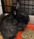 Holland Lop Rabbits for sale in Russellville, AL, USA. price: NA