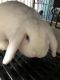 Holland Lop Rabbits for sale in Lenexa, KS, USA. price: NA