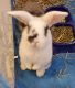 Holland Lop Rabbits for sale in Middleport, NY 14105, USA. price: $100
