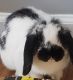 Holland Lop Rabbits for sale in 5509 Frenchmans Creek Dr, Durham, NC 27713, USA. price: NA