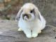 Holland Lop Rabbits for sale in Houston, TX, USA. price: NA