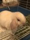 Holland Lop Rabbits for sale in Brick Township, NJ, USA. price: $50