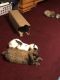 Holland Lop Rabbits for sale in 5509 Frenchmans Creek Dr, Durham, NC 27713, USA. price: NA
