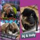 Holland Lop Rabbits for sale in Middleport, NY 14105, USA. price: $100