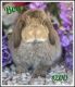 Holland Lop Rabbits for sale in Artesia, CA, USA. price: NA