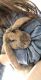 Holland Lop Rabbits for sale in Las Vegas, NV, USA. price: NA