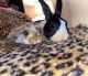 Holland Lop Rabbits for sale in Macungie, PA 18062, USA. price: $50