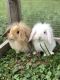 Holland Lop Rabbits for sale in Hudson, WI 54016, USA. price: $250