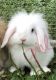 Holland Lop Rabbits for sale in St Cloud, MN, USA. price: NA