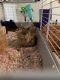 Holland Lop Rabbits for sale in Waynesville, NC 28785, USA. price: NA